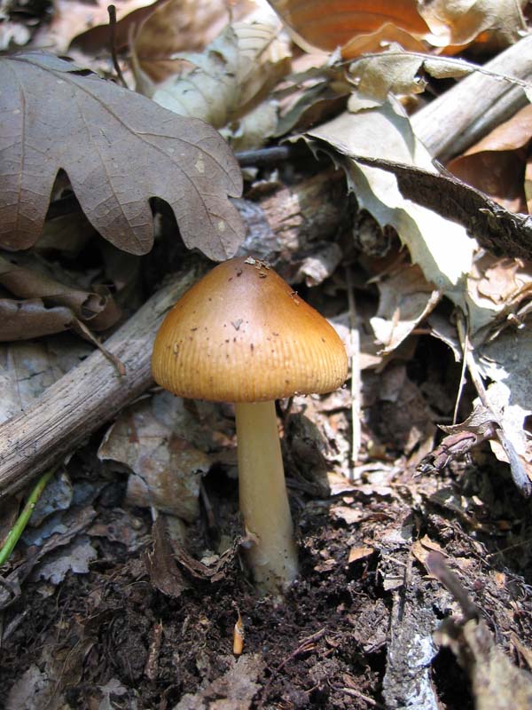 Quando i Funghi chiamano.....Seconda parte